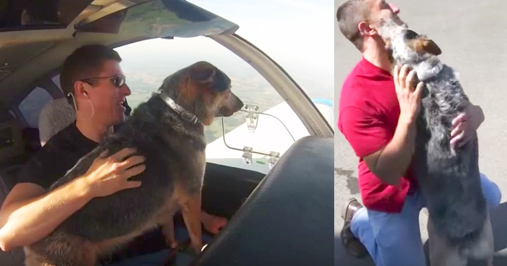 Beloved Dog Travels Across Country To Reunite With Owner 