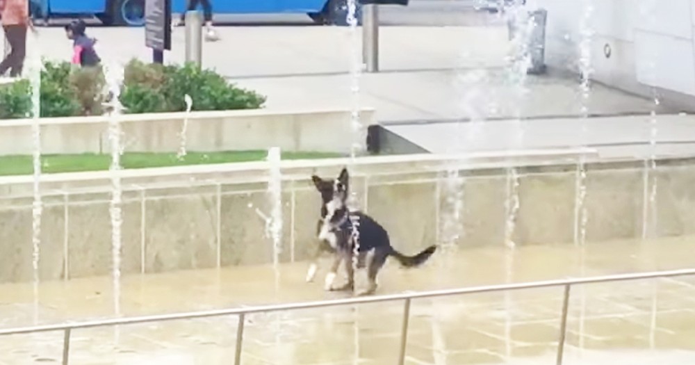 Hilarious Dog Can't Stop Jumping With Water Fountain