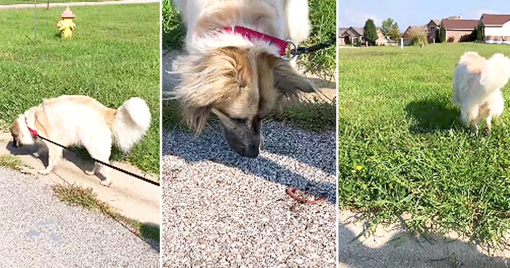 Adorable Dog Tries To Rescue Worms
