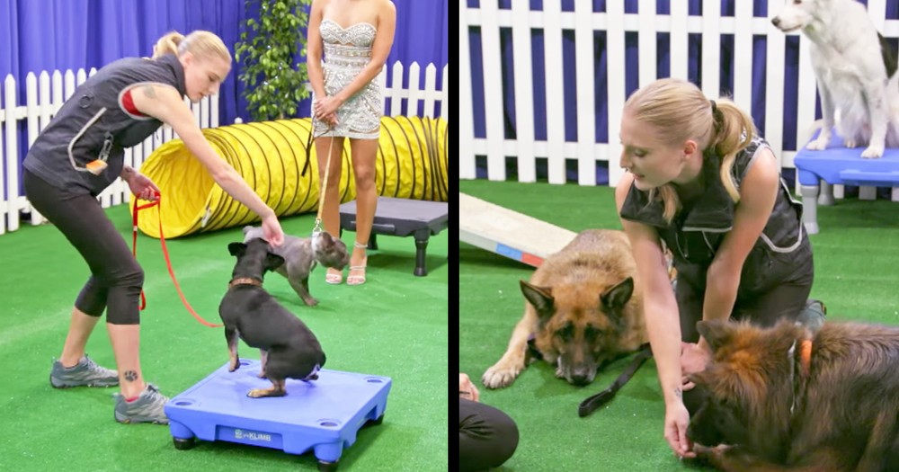 Talented Dog Traner's Hilariously Attempts To Train Judges Dogs