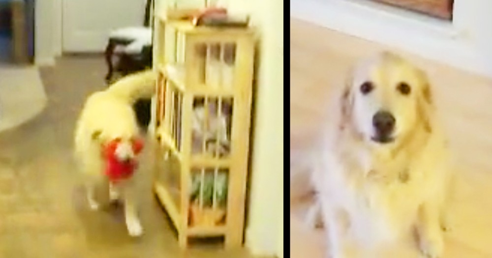 Smart Golden Retriever Cleans Up Toys On Command