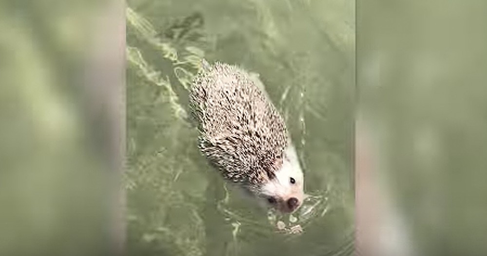 Adventurous Hedgehog Goes For A Swim In The Ocean