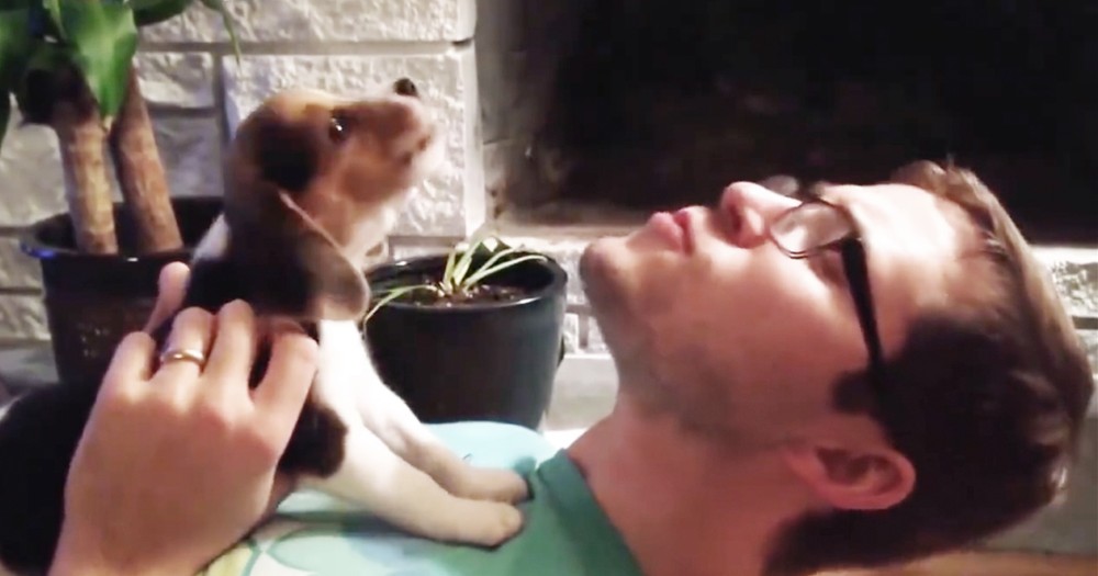 Beagle Puppy Cutely Learning To Howl Goes Viral