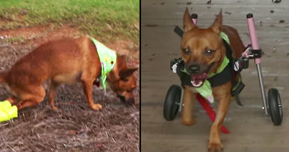Wounded Dog Finds A Loving Forever Home