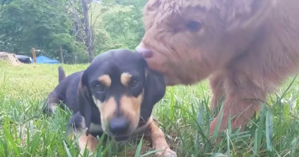 Adorable Highland Cow Thinks He's A Dog