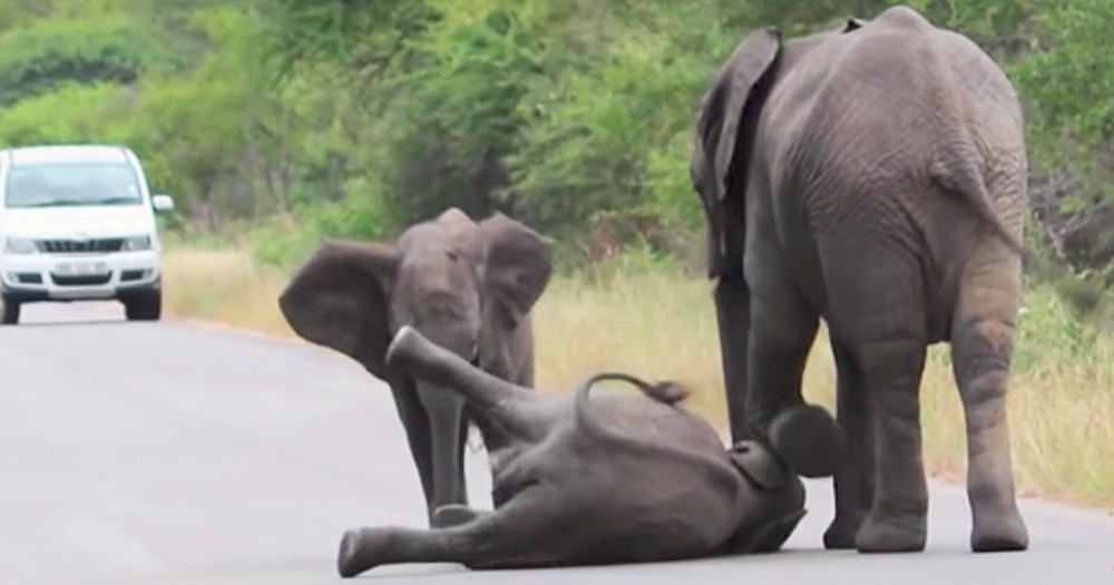 Baby Elephant Adorably Stops Traffic To Take A Nap