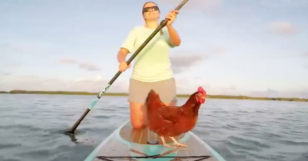 Hilarious Little Chicken Paddleboards With Owner