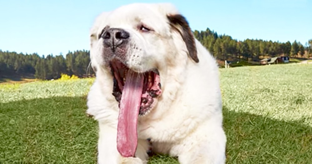 Adorable St. Bernard Is Breaking Records For Having The Longest Tongue Ever
