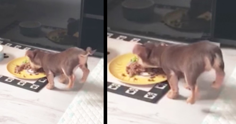 Hilarious Puppy Does Handstand While Eating