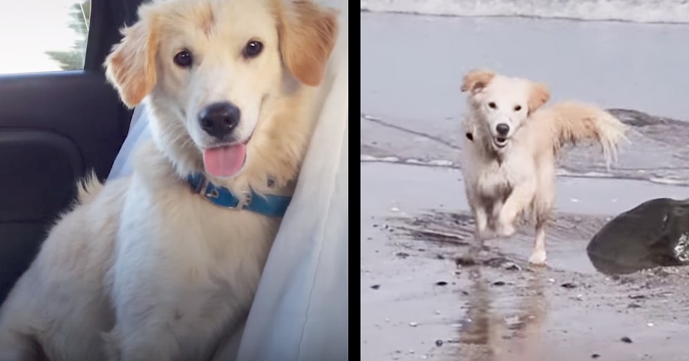 Kind Travelers Drive 14 Hours To Give Stray Puppy A Home