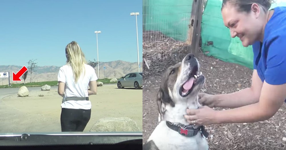 Dog Stranded At Gas Station For 2 Months Finally Gets Rescued