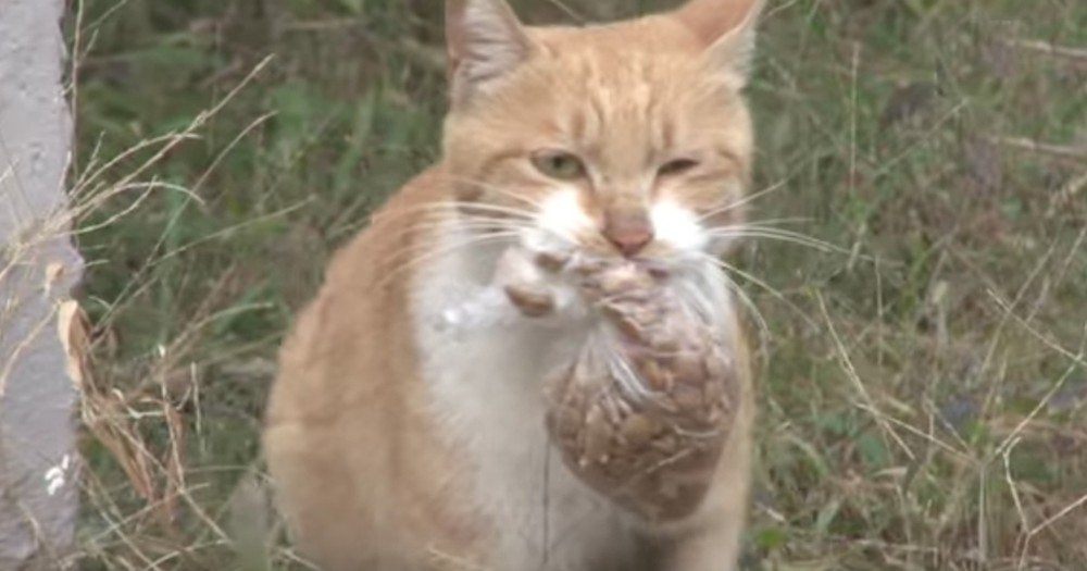 Stray Cat Only Takes Food In A Bag