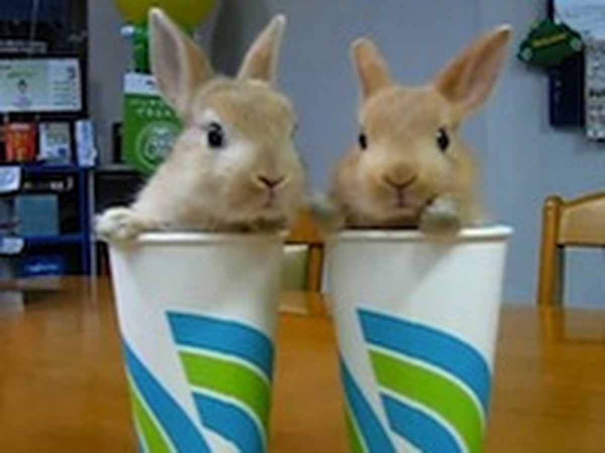 You Have to See These Twin Rabbits in a Cup - So Cute!
