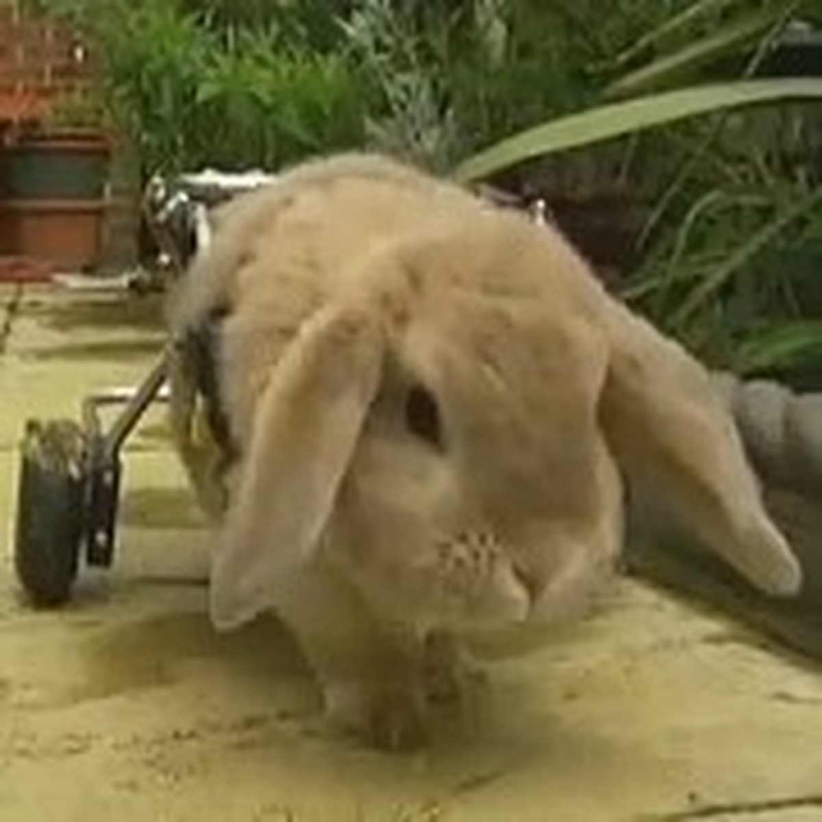 Meet Woolly the Adorable Rabbit on Wheels Super Cute Video!