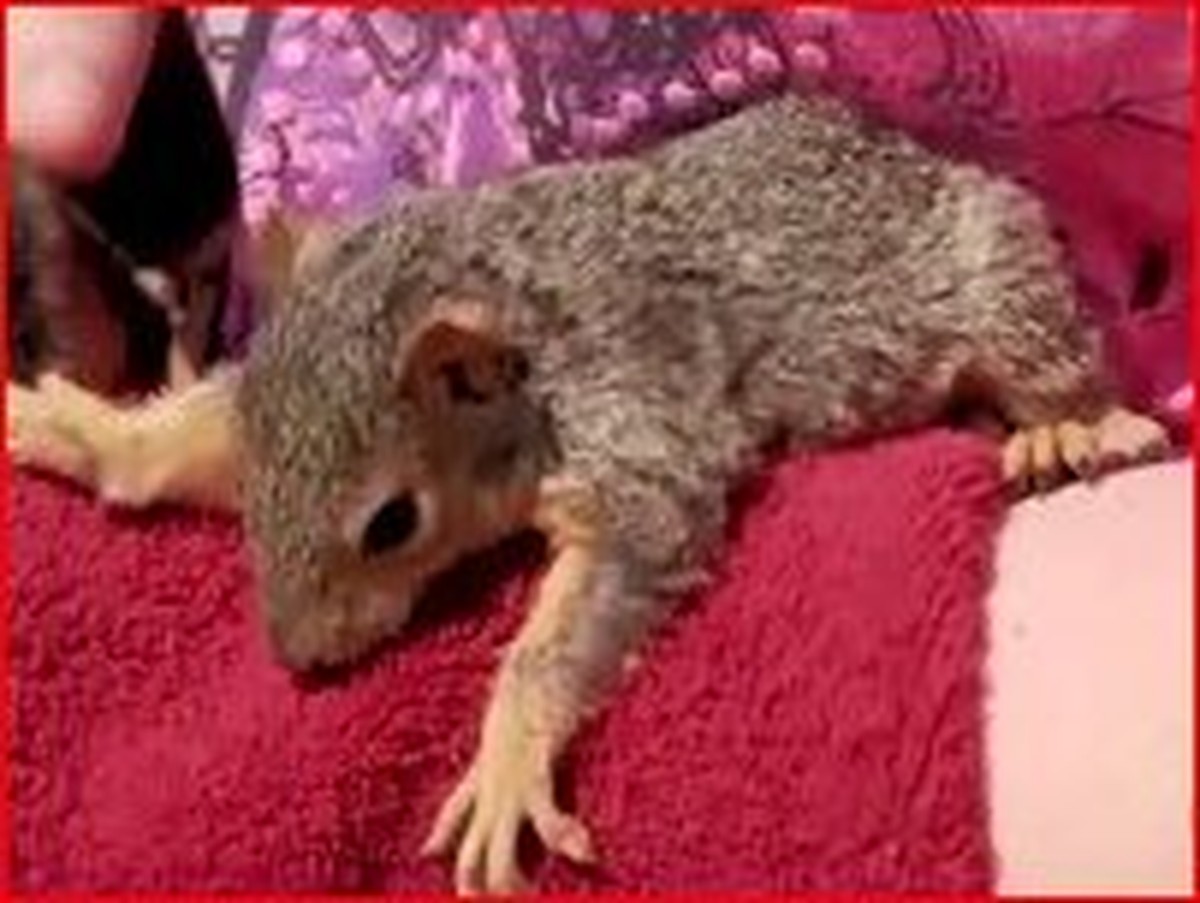 Baby Squirrels the Nearly Impossible Watch the Amazing Video