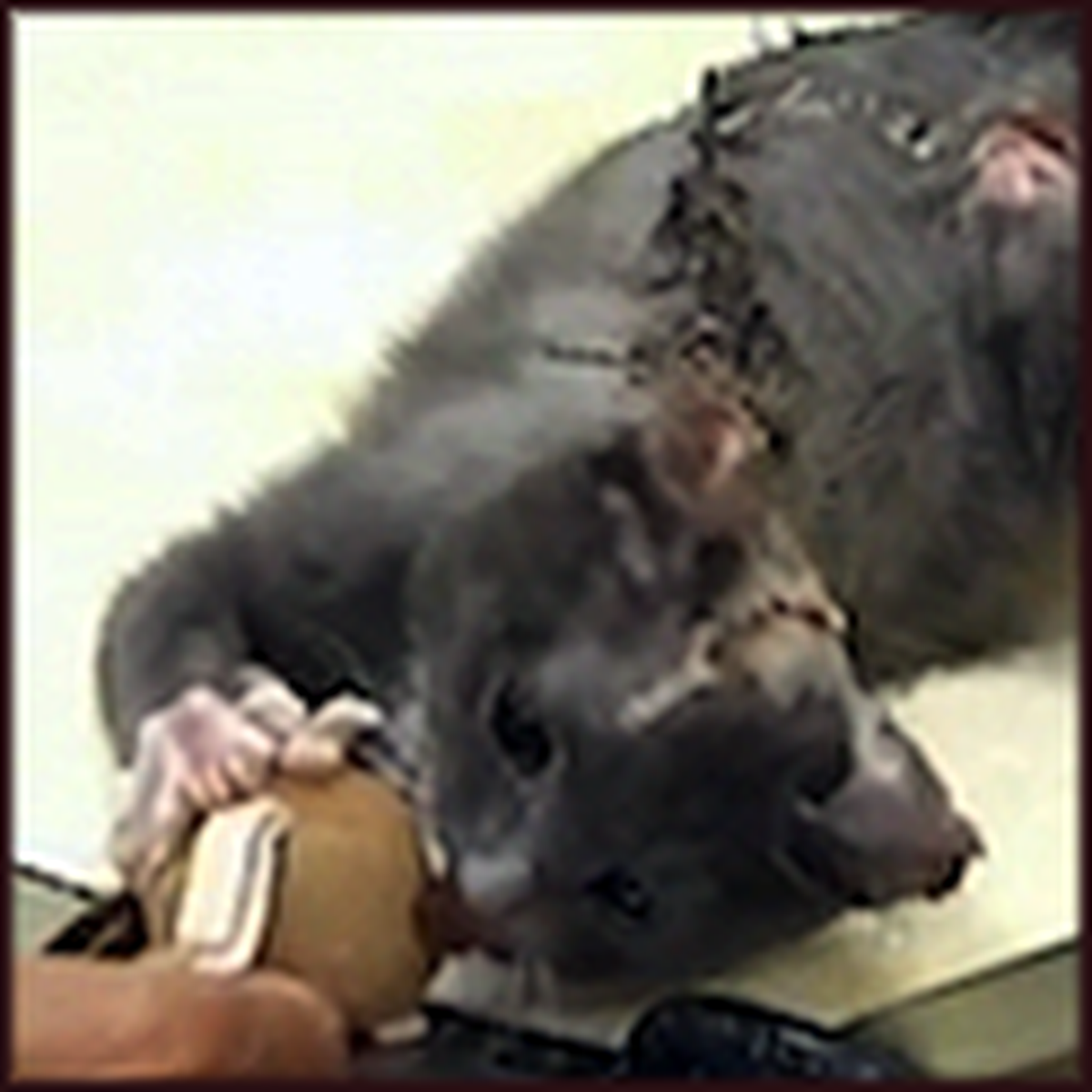 Cat Getting the Most Brutal Torture is Rescued by an Iraq War Veteran