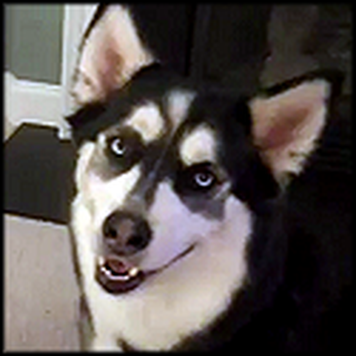 How Does a Siberian Husky Stop a Baby From Crying? LOL, Like This!