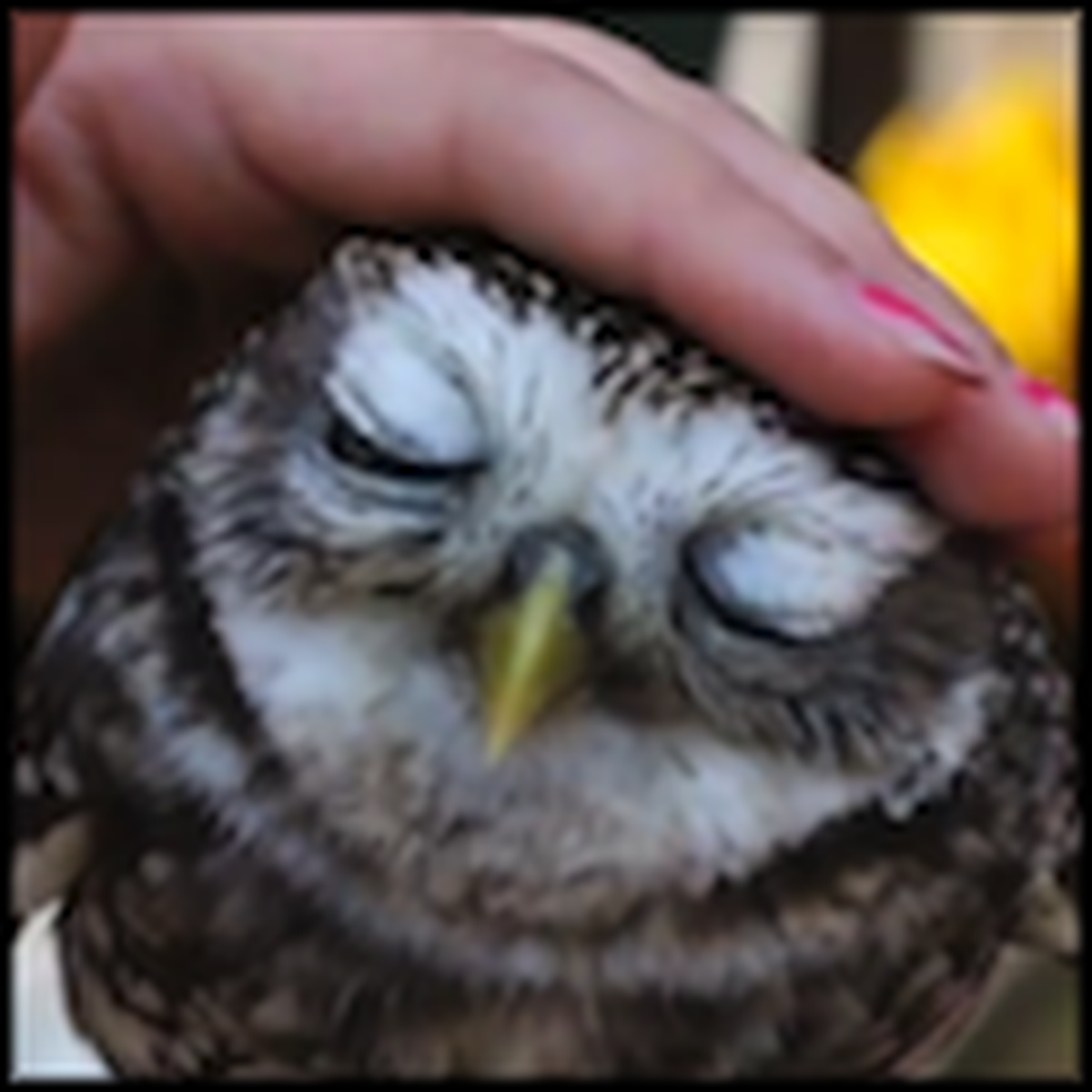 The Cutest and Most Adorable Little Owls You'll Ever See - Awwwww!