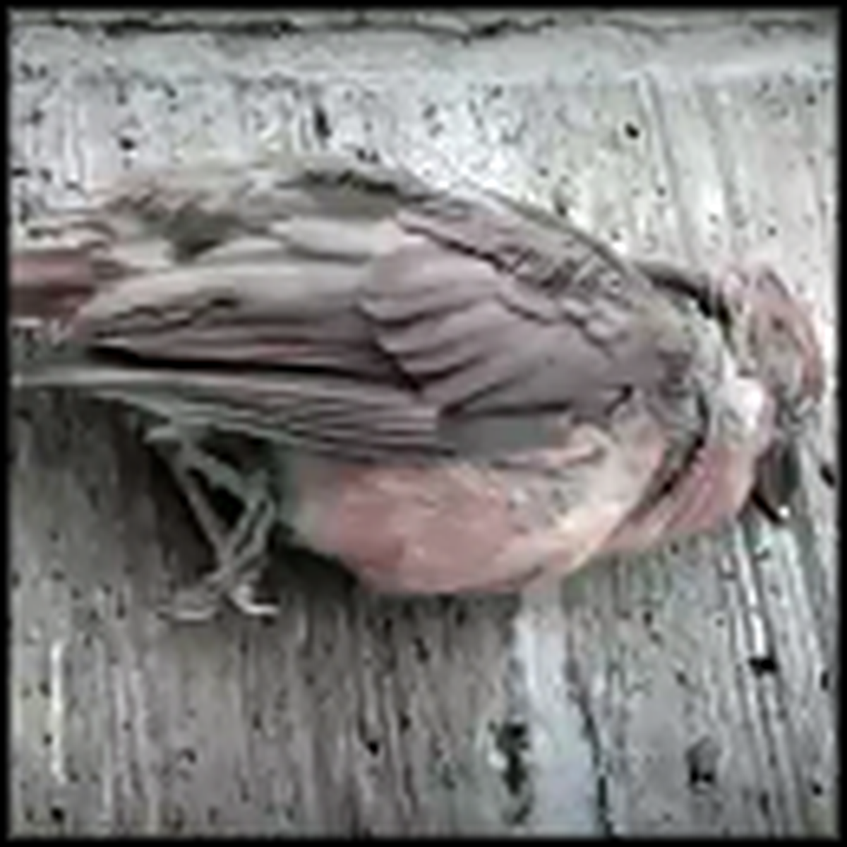 Bird Thought To Be Dead Miraculously Returns To Life - A Touching Video ...