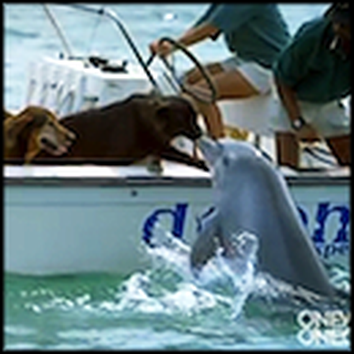 What This Dolphin and Dog Do Will Melt Your Heart - Soooo Cute â™¥