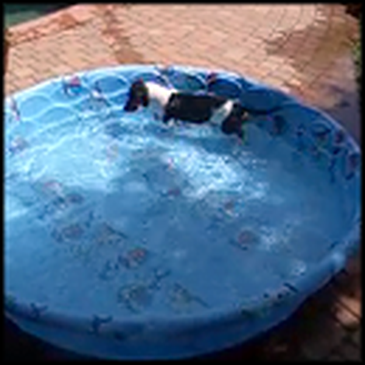 Weiner Dog Loves a Kiddie Pool More Than Anything LOL, Click Here!