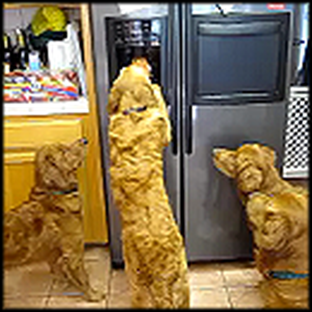 How To Get Ice From the Fridge by 4 Very Smart Dogs So Cute )