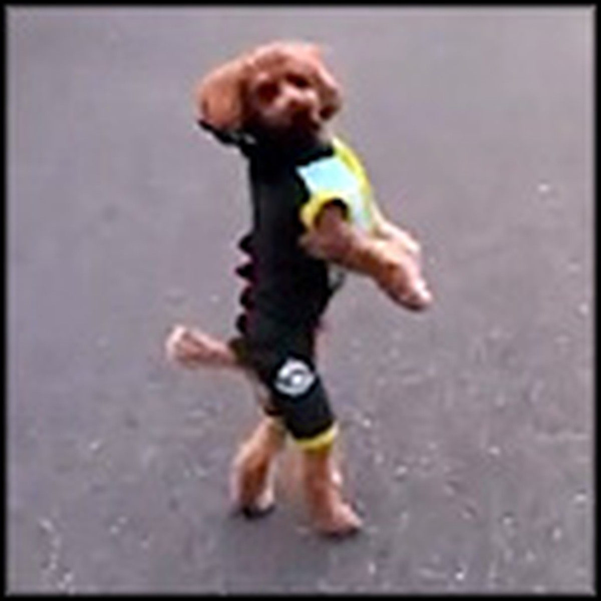 Dog Amazingly Walks on Two Legs You Just Have to See It!