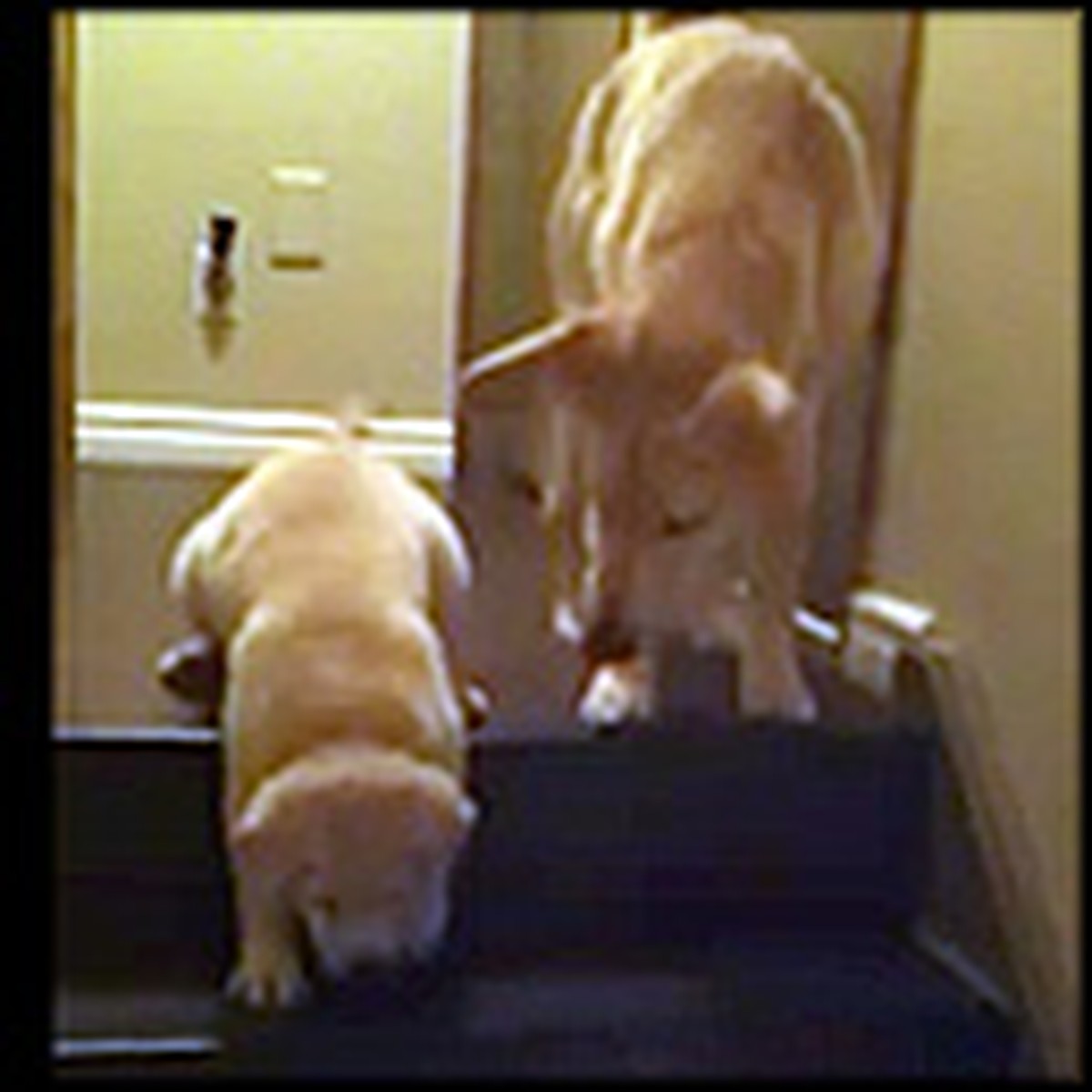 Helpful Dog Teaches a Puppy How to Go Down Stairs So Cute!