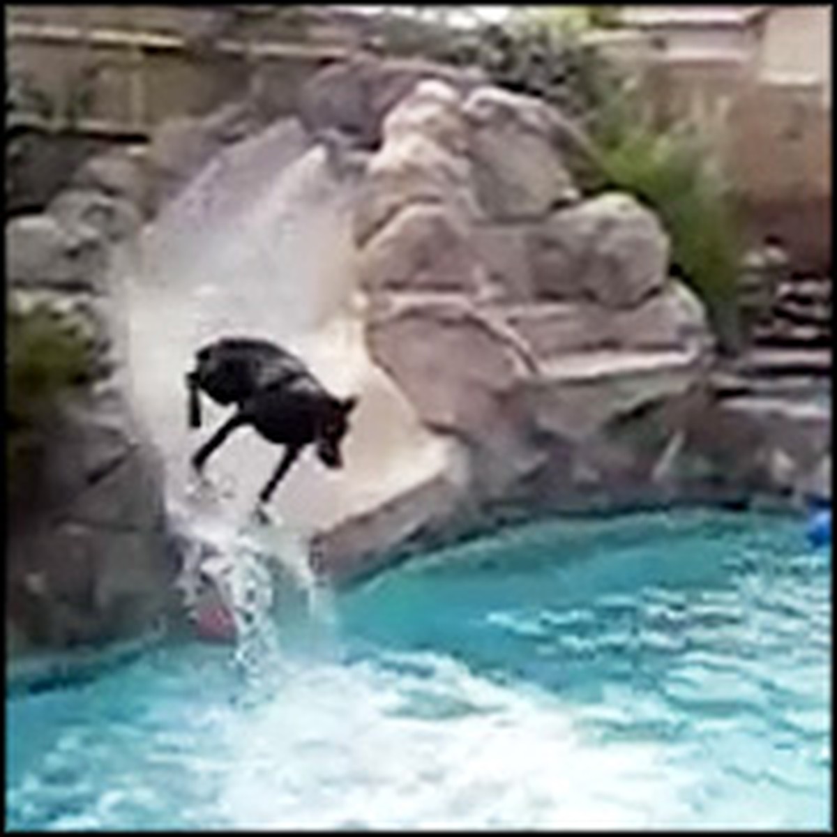 Hilarious Dog Uses the Pool Water Slide to Cool Off Too Funny =)