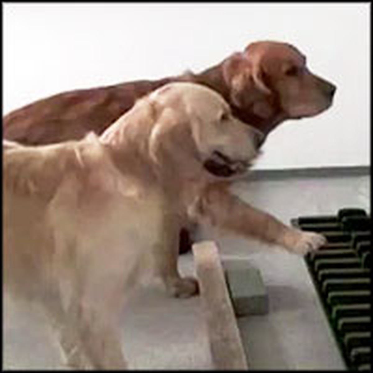 2-dogs-play-piano-perfectly-on-pitch-this-is-incredible