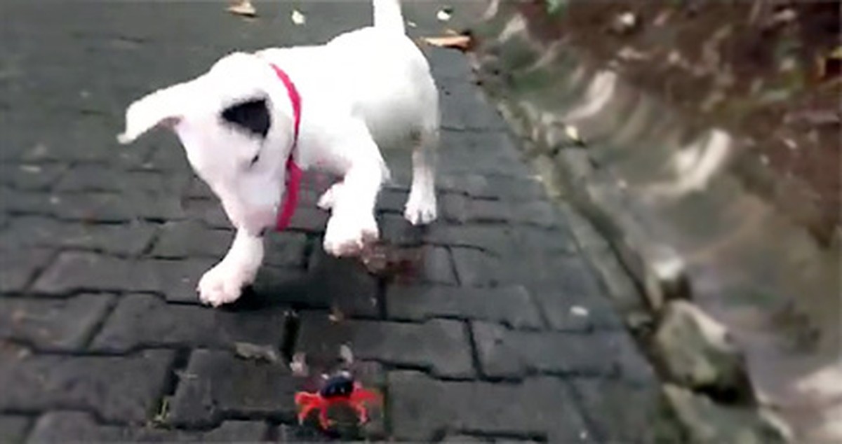 Cuteness Overload! When a Dog Meets a Crab What Happens is Too Precious.