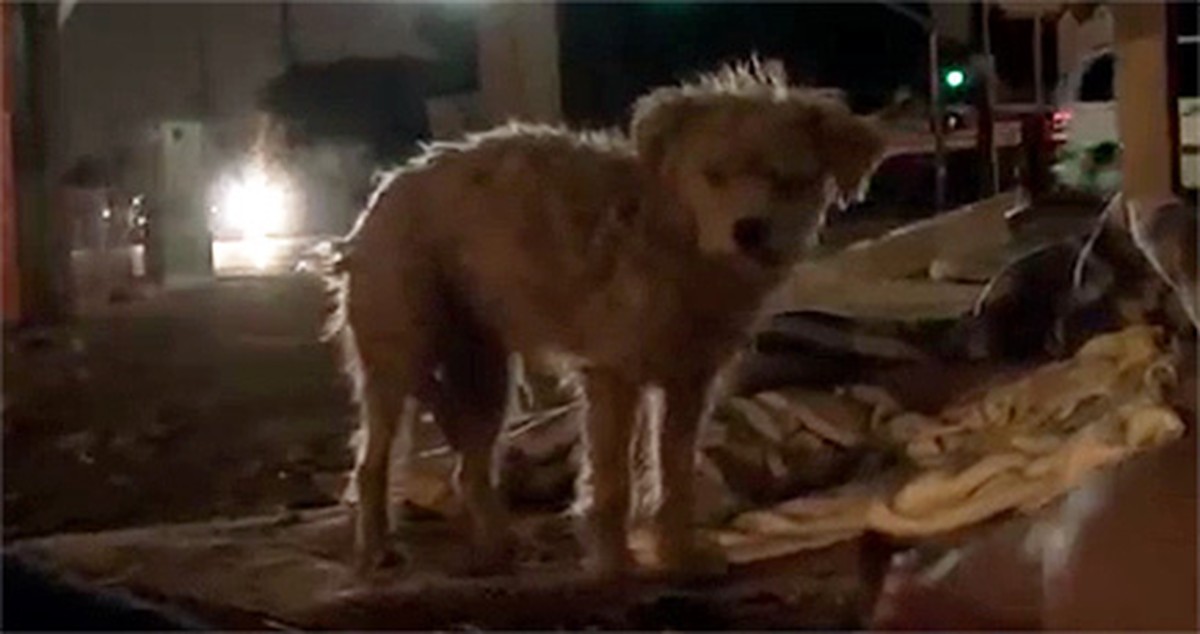 One Man Races Against Time to Save a Puppy in a Train Yard a Nail