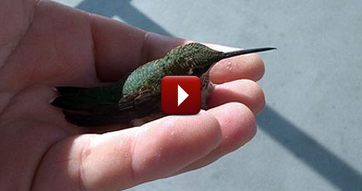 A Dazed Hummingbird in Danger of Being Eaten Gets Some Unlikely Help