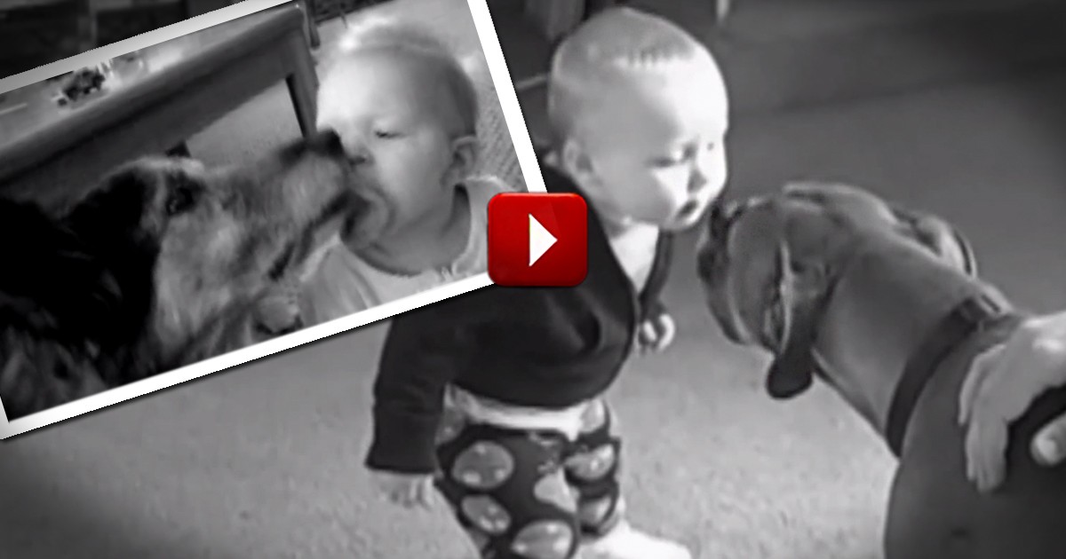 Babies and Puppies Kiss for the First Time And It's Completely Adorable!