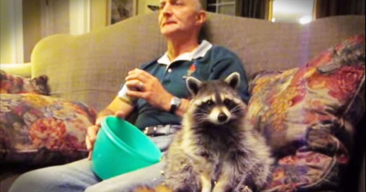 This Rescue Raccoon Was Just Sitting On The Couch Watching TV. And By