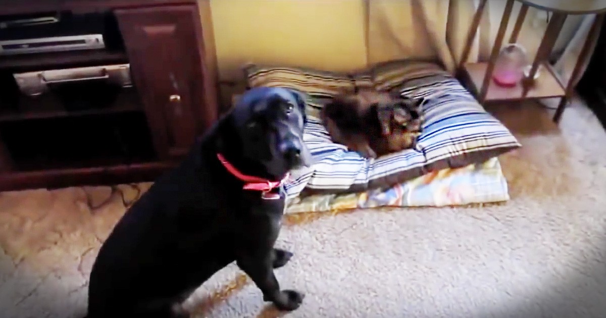 Cats Hilariously Stealing Dog Beds Time And Time Again