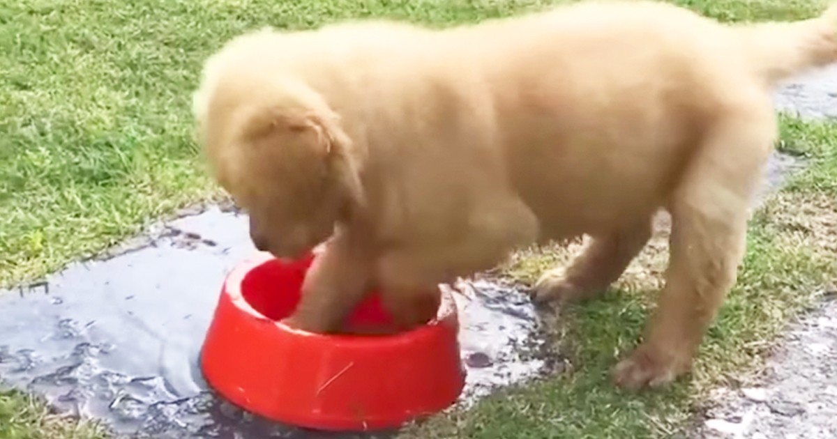 Adorable Puppy Confuses It's Water Bowl With A Digging Hole