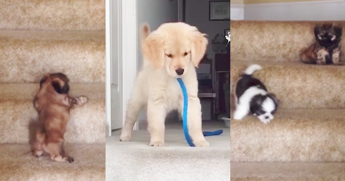 Hilarious Mashup Of Puppies Attempting To Climb Stairs