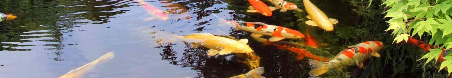 Looking Glass Fishpools