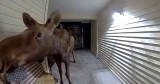 This Large, Unexpected Guest Dropped by for a Visit