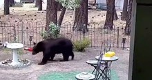 Residents Blamed 500-Pound Black Bear, Hank The Tank, For Break-Ins -- Turns Out He Had Help