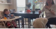 Dog's Antics With Bubbles Have Baby Laughing Uncontrollably