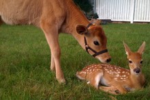 These 10 Unusual Animal Friendships Are Amazing. #5 Just Melted My Heart To Pieces!