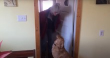 Funny Dog Rejects Owner's Kisses