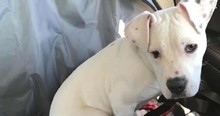 They Said No One Would Want This 'Broken' Pup But God Revealed The Deaf Dog's True Worth