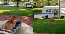The Friendship Between This Mailman And Dog Has Spanned 16 Years And It's So Heartwarming