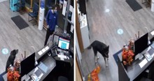 Dog Escapes From Yard And Surprises Doggy Daycare Worker By Showing Up At The Door