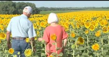 Farmer Plants 80 Acres of Sunflowers to Gift Wife on 50th Wedding Anniversary