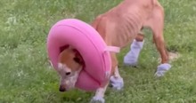 He Was Nothing But Skin And Bones When They Found Him But Dog's Transformation Is Amazing