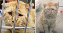 Bruce Willis The Cat Was Called The Saddest Cat In The World But Then God Sent A Special Angel